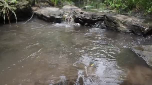 Waldbach Fließt Über Bemooste Felsen Kleiner Flusswasserfall Sommergrünen Wald — Stockvideo