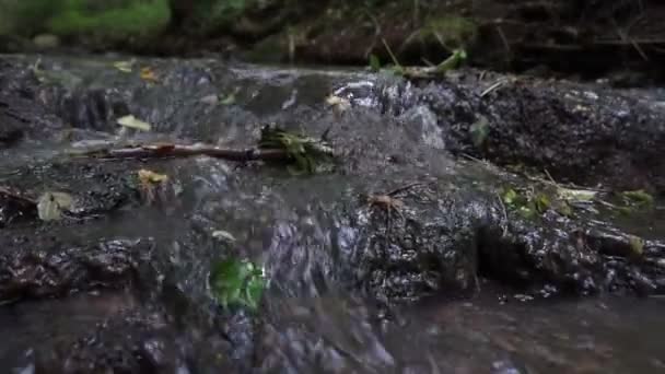 Fluxo Florestal Correr Sobre Rochas Musgosas Pequena Cachoeira Rio Floresta — Vídeo de Stock