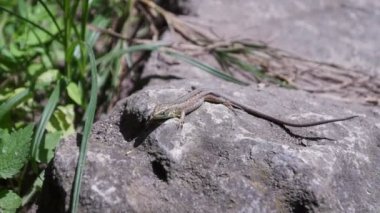 Kertenkele yakın çekim. Avrupa yeşil kertenkele (Lacerta viridis), taş ve yeşil bitki. Sürüngenler nasıl böyle yapar? Vahşi doğa ve hayvan arka planı. Dağ kayası üzerinde küçük kertenkele yakın çekim. Yaban hayatı, sürüngen