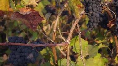 Organik üzüm asma dalları üzerinde. Full Hd, 1080p