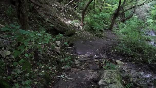 Entspannter Spaziergang Auf Einem Pfad Wald Steadicam Aufnahme — Stockvideo