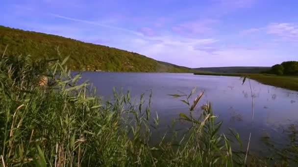 Blick Auf Den Fluss Mit Schilf Schöne Landschaft Mit Einem — Stockvideo