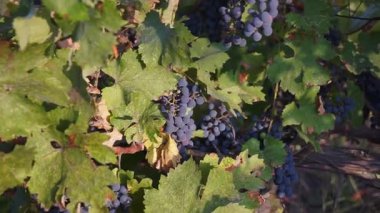 Organik üzüm asma dalları üzerinde. Full Hd, 1080p