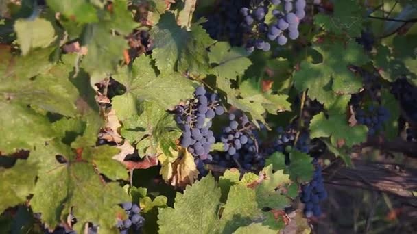 Raisin Bio Sur Branches Vigne Full 1080P — Video