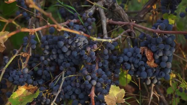Органічний Виноград Виноградних Гілках Full 1080P — стокове відео