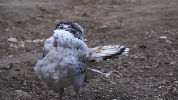 農場で若い七面鳥の群れ — ストック動画