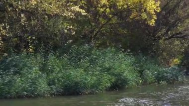 Sonbaharın inanılmaz renkleri. Nehir kenarındaki sonbahar ormanı. Peyzaj videosu. Doğa videosu.