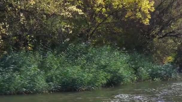 Couleurs étonnantes de l'automne. Forêt d'automne au bord de la rivière. Vidéo de paysage. Vidéo Nature .