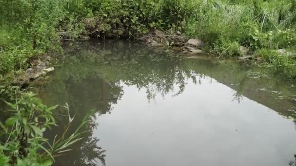 Rivier Vijver Het Groene Bos — Stockvideo