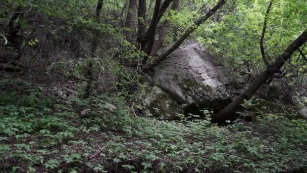 Лесной Ручей Бежит Мшистым Камням Маленький Речной Водопад Летнем Зеленом — стоковое видео