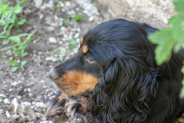 Happy black english cocker spaniel in nature — Stock Photo, Image