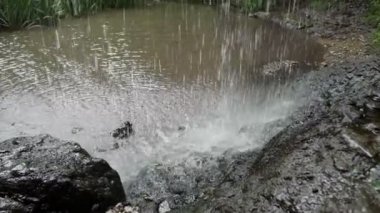 derin bir ormanda küçük bir şelale yakın (ses ile)