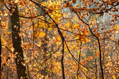 Renkli ve sisli sonbahar ormanı