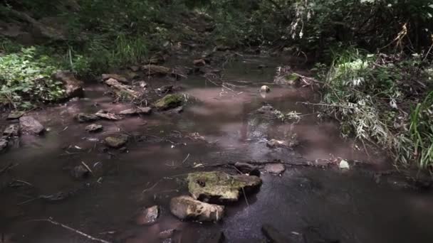 Forest stream running over mossy rocks. Small river waterfall in the summer green woodland — Stock Video