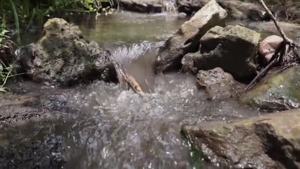Skogsbäcken rinner över mossiga klippor. Liten flod vattenfall i sommar grön skog — Stockvideo
