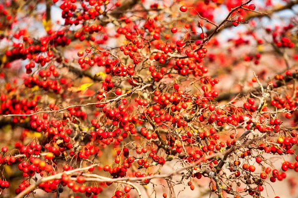 Röd frukt av Crataegus monogyna, känd som hagtorn eller Single-seedade hagtorn maj, mayblossom, maythorn, quickthorn, whitethorn, motherdie, Haw — Stockfoto