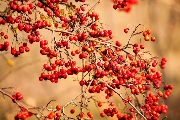 Red fruit of Crataegus monogyna, known as hawthorn or single-seeded hawthorn may, mayblossom, maythorn, quickthorn, whitethorn, motherdie, haw — Stock Photo, Image