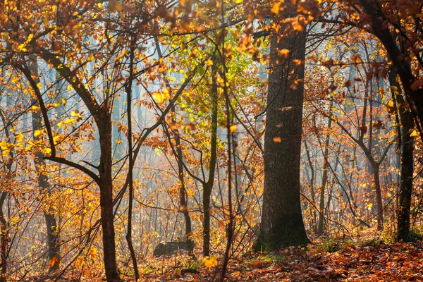 Kolorowy i mglisty jesienny las — Zdjęcie stockowe