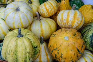 Sweet Dumpling Squash - small stripy very sweet pumpkin with the ridges. Plant based diet, vegetable is very nutritious and has all the vitamins b complex. clipart