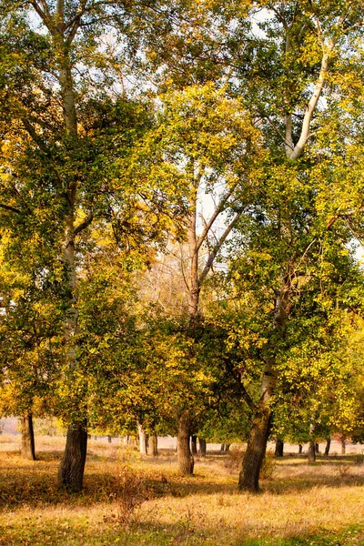 Autumn background, yellowed leaves on the poplar trees. — Stock Photo, Image