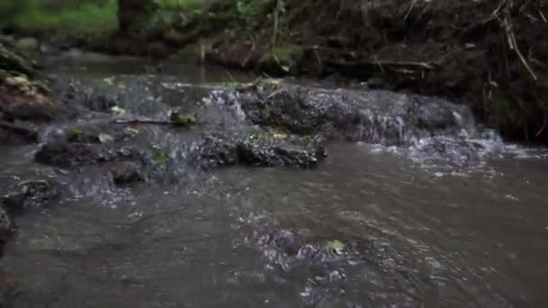 Forest stream running over mossy rocks. Small river waterfall in the summer green woodland — Stock Video