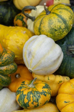 Tatlı hamur kabağı - küçük çizgili çok tatlı balkabağı sırtlı. Bitki temelli diyet, sebze çok besleyicidir ve B vitamini kompleksine sahiptir..
