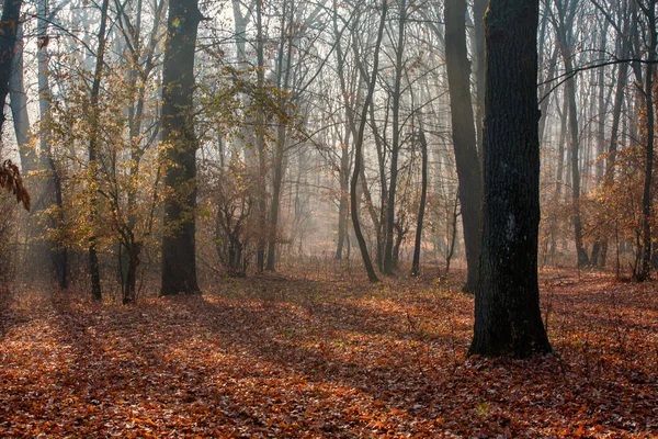 Podzimní les a stromy s barevnými listy — Stock fotografie