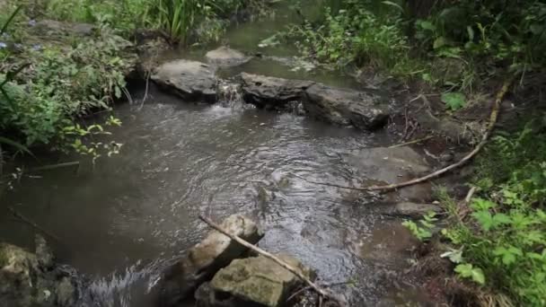 森のストリーム苔むした岩の上を実行している 夏の緑の森の小さな川の滝 — ストック動画