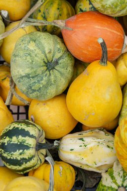 Tatlı hamur kabağı - küçük çizgili çok tatlı balkabağı sırtlı. Bitki temelli diyet, sebze çok besleyicidir ve B vitamini kompleksine sahiptir..