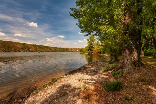 Velké topoky na břehu řeky. — Stock fotografie