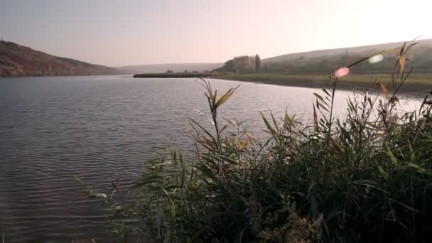 Riva Del Fiume Ricoperta Canne Riflessa Nell Acqua — Video Stock