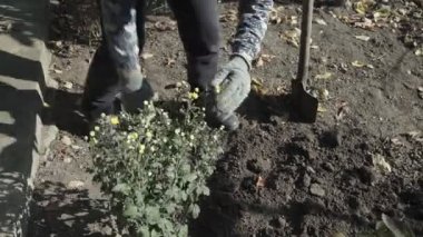 Genç bir kadın, sonbaharda yeni bir bahçeye çiçek dikmek için çukur kazıyor.
