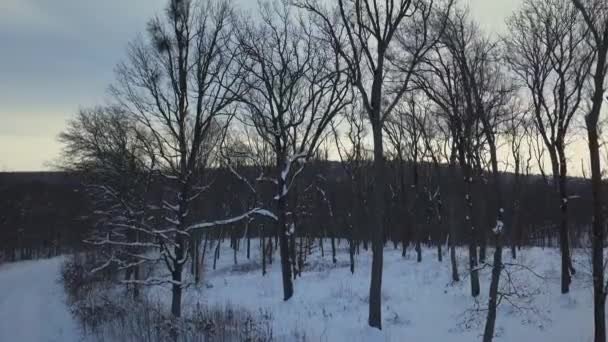 冬の森のトップダウンビュー 森の中の冬の風景 冬のモミの森を飛び越える 高い雪の木の上からの眺め 雪の中の木 — ストック動画