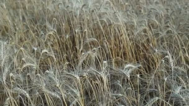 Пшеничное Поле Золотые Колосья Пшеницы Поле Фон Спелых Колосьев Лугового — стоковое видео