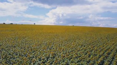 Mavi bulutsuz gökyüzü ile çiçeklenen sarı ayçiçeği tarlasının üzerinde uçan hava. Mavi gökyüzünün altındaki ayçiçeği tarlası beyaz kabarık bulutlar. Ekolojik konsept için harika dron fotoğrafı