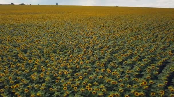 Mavi Bulutsuz Gökyüzü Ile Çiçeklenen Sarı Ayçiçeği Tarlasının Üzerinde Uçan — Stok video
