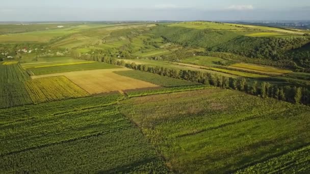 Aerial Flug Über Die Felder Bei Sonnenuntergang Schöne Landschaft Mit — Stockvideo