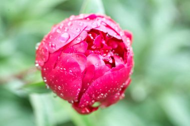 Bahar bahçesinde romantik pembe şakayıklar güneşli bir günde