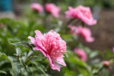 Bahar bahçesinde romantik pembe şakayıklar güneşli bir günde