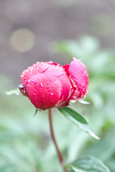 Romantiska Rosa Pioner Vår Trädgård Solig Dag — Stockfoto
