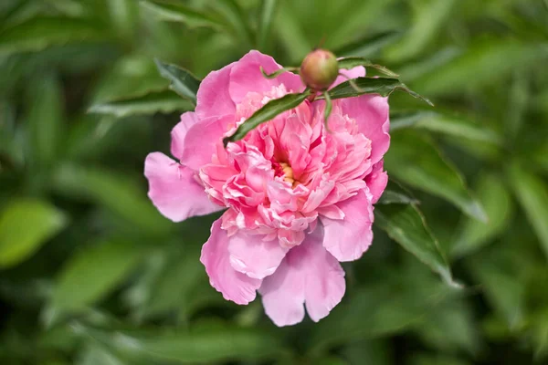 Romantikus Rózsaszín Bazsarózsa Tavasszal Kert Napos Nap — Stock Fotó
