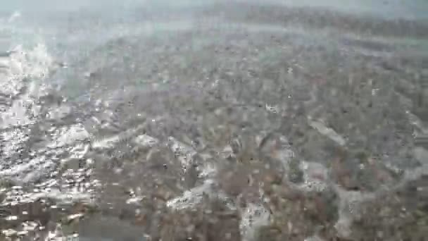 在浅水的海滩上 死了的蓝色水母 根部切开术水母根状茎 抛到岸上 — 图库视频影像