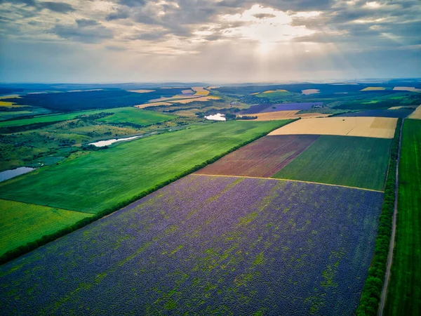 ラベンダー畑の風景の空撮 — ストック写真