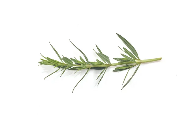 Färsk grön rosmarin isolerad på vit, ovanifrån. Aromatisk ört. — Stockfoto