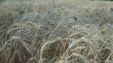 Buğday tarlası. Tarlada altın buğday kulakları. Olgunlaşan çayırlık buğday tarlalarının arka planı. Zengin hasat kavramı