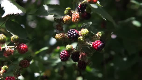 Close Blackberries Blackberry Bush Farm — Stock Video