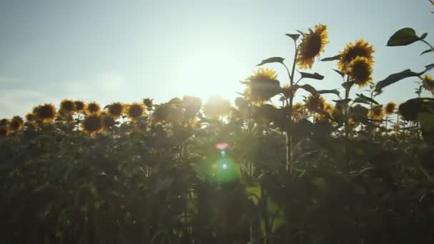 Tournesols Dans Champ Beaux Champs Avec Tournesols Été — Video