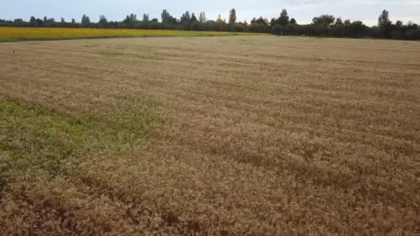 広大な黄色の小麦畑の上を飛ぶ コーンフィールド上空へ ドローンビュー — ストック動画