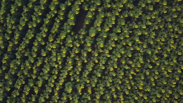 Aerial View Big Sunflower Field Blooming Beautiful Golden Color Top — Stock Video