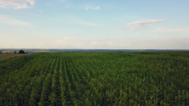 Voando Aéreo Sobre Florescendo Campo Girassóis Amarelos Com Céu Azul — Vídeo de Stock